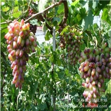 直销葡萄苗美人指葡萄苗易管理挂果多葡萄苗子盆栽地栽果树苗