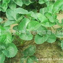 批发草莓苗专业经营红颜草莓苗一级良种草莓苗