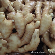 常年出售优质大姜，质优价廉，欢迎来电咨询。