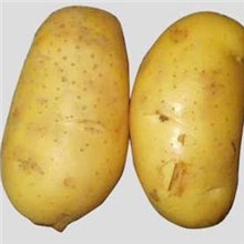 长期供应新鲜土豆,欢迎选购,优质土豆