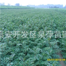 供应增产的大红袍花椒树/抗旱抗寒，无病虫害的花椒树