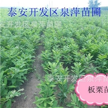 泰安板栗苗批发，板栗苗价格，荒山定植板栗苗