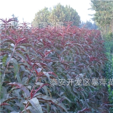 开花最美红叶碧桃，红叶碧桃基地，红叶碧桃种植，红叶碧桃
