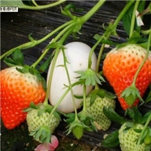 批发法兰地草莓苗(全国最大的草莓苗基地)法兰地草莓苗包成活95%