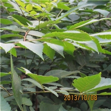 今年香椿苗入棚时间香椿苗的品种选择技巧适合大棚栽培的香椿苗