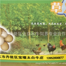 供应草鸡蛋纯绿色食品营养价值高