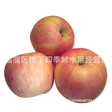 专业批发红富士苹果量大从优【图】