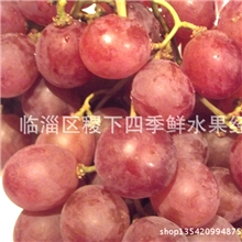 优质葡萄山东烟台专供欢迎致电【图】
