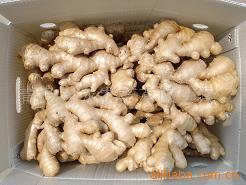 供应保鲜风干姜【厂家直销、物美价廉】