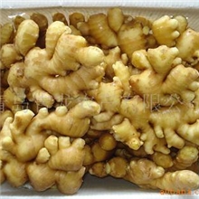 大量供应，品种一流、无污染、无农药保鲜大姜