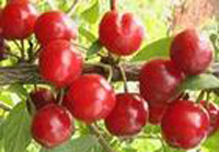 供应樱桃苗晚熟抗霜冻极丰产大樱桃品种先锋樱桃苗