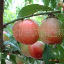 供应抗病高产浓甜优系莱山蜜桃树苗等各种毛桃苗