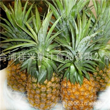 供应速冻菠萝1/2块
