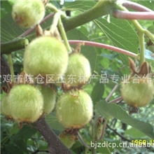 秦岭深山野生纯天然l绿色保健富含维C水果之冠猕猴桃