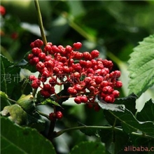 优惠供应秦岭山大红袍花椒苗！！品种优良，产量极高！无虫害！