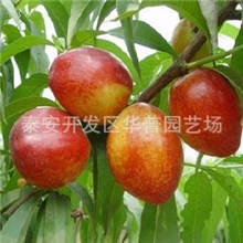 供应桃树苗，山东泰安华普园艺基地大量批发桃树苗