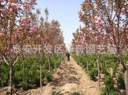 樱花山东樱花泰安樱花樱花哪里价格最便宜