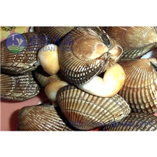 特价供应丹东海鲜优质鸟贝