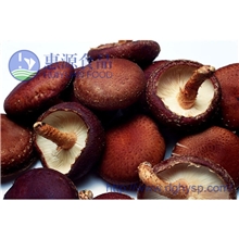 【现货批发】优质无污染野生香菇食用菌香菇