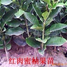 早熟红肉红心蜜柚果苗一一广东梅县有售