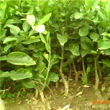 供应沙田柚苗木