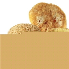 食用菌产地直销批发散装猴头菇