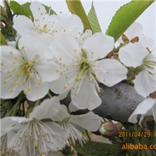 如此漂亮的樱桃花，结的大樱桃肯定错不了，永发大樱桃基地直供