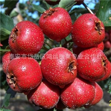 山楂大量出售