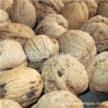 供应优质核桃（合作社经营，产地直供）