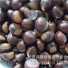 迁西板栗批发零售生栗子炒货专用炒栗种100市斤装中粒
