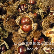 迁西板栗批发生鲜栗子免费拿样一件代发