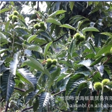 供应鲜板栗，炒货板栗，生鲜板栗仁，炒栗仁