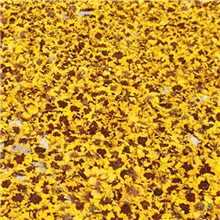 【伙拼】供应2013新货昆仑雪菊降压茶产地直批菊花花草茶包邮