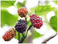 产地供应干（鲜）桑葚子