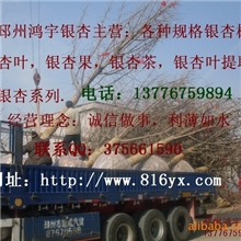 常年供应银杏苗木