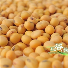 供应低温烘焙熟黄豆2.5KG/包黄豆批发现磨五谷豆浆原料