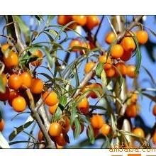 功能性沙棘果汁口服液OEM加工|沙棘果汁饮料ODM