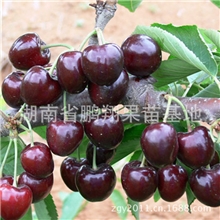 果树苗木果苗南方甜樱桃树苗黑珍珠樱桃苗樱桃种苗风味浓甜