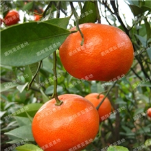 果树苗木/橘子树苗柑桔珍稀名贵新品种-加州甜桔苗木批发