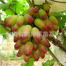 批发果树苗木果苗葡萄树苗美人指葡萄苗嫁接葡萄种苗味甜脆