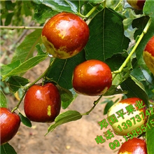 出售果树苗木沾化冬枣苗嫁接苗红枣树苗中的南方新品种可以盆栽