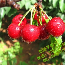 湖南果苗批发/大红灯笼樱桃、优质果苗、可以盆栽地栽嫁接果苗