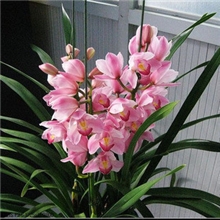 盆栽花卉大花蕙兰建兰墨兰虎头兰当年开花大花惠兰兰花苗