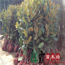 基地直销优质广玉兰白玉兰黄玉兰紫玉兰苗木批发