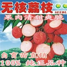 A4无核荔枝苗无核率高达98％以上果树苗