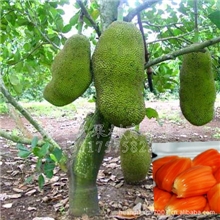 红肉菠萝蜜苗一年多次开花结果肉质爽脆清甜有香气批发果树苗