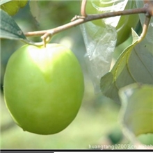 台湾大青枣苗果肉质脆嫩多汁风味独特果树苗