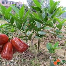 供应台湾飞弹莲雾苗（果丰果苗）