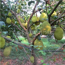 供应四季菠萝蜜果苗果树苗