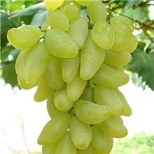 供应金手指葡萄苗